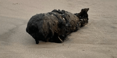 Inert World War II-era bomb washes up on Santa Cruz beach